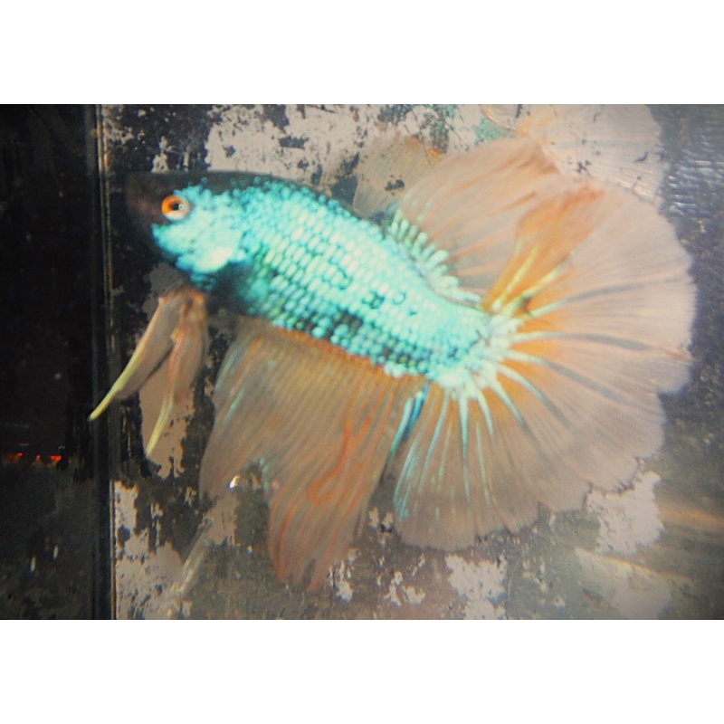 Green Mustard Gas Dragon Male