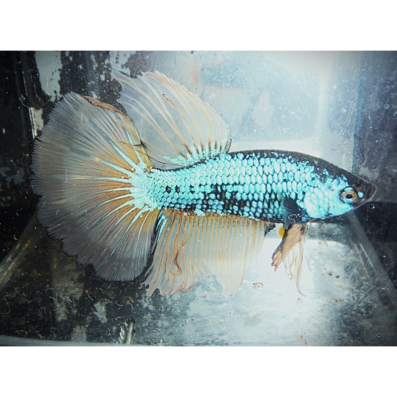 Green Mustard Gas Dragon Male