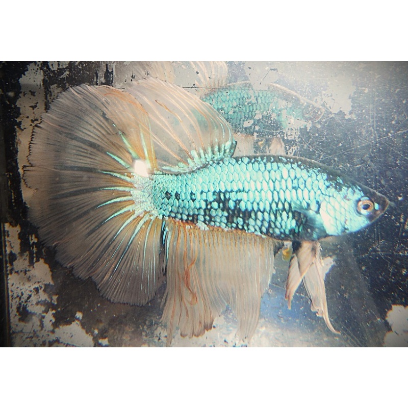 Green Mustard Gas Dragon Male