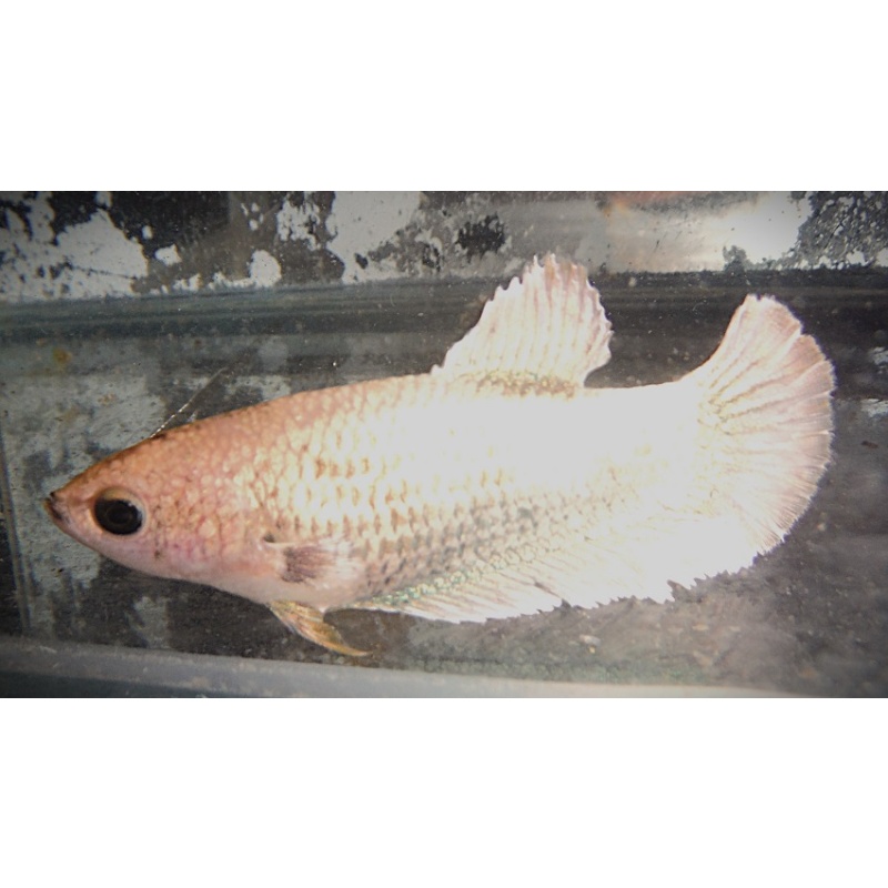 Gold Female
