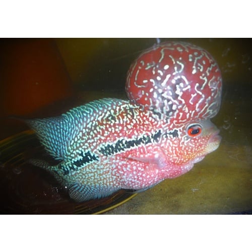 Huge Kok Red Dragon Male
