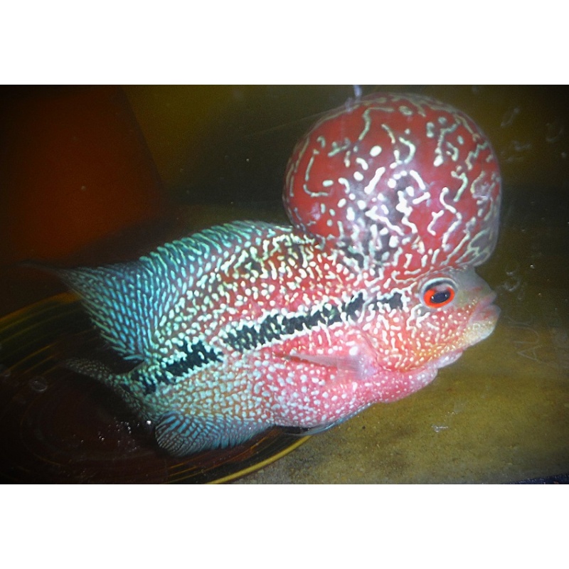 Huge Kok Red Dragon Male