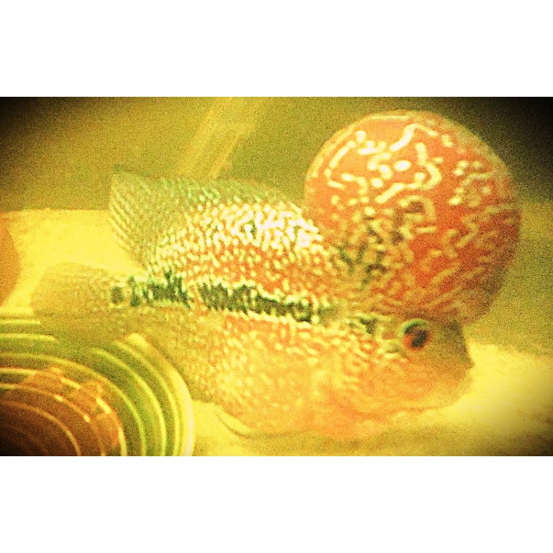 Huge Kok Red Dragon Male