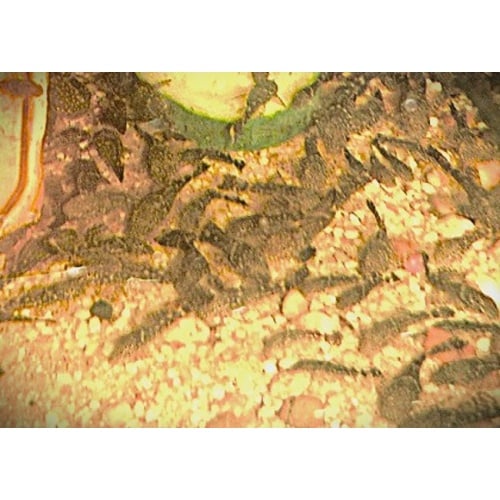 Group of 3 Longfin Green Dragon Plecos 1&1/2 to 2 Inch