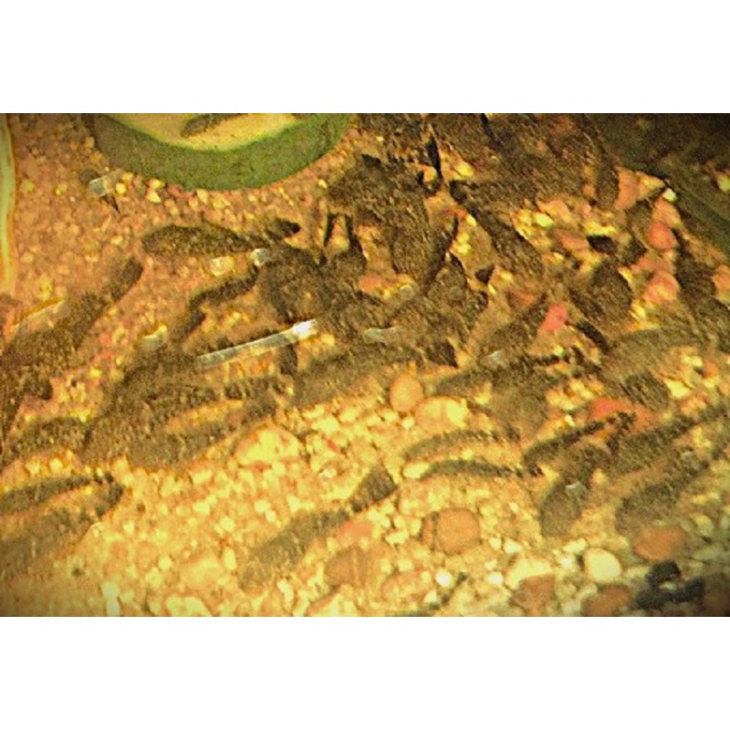Group of 3 Longfin Green Dragon Plecos 1&1/2 to 2 Inch