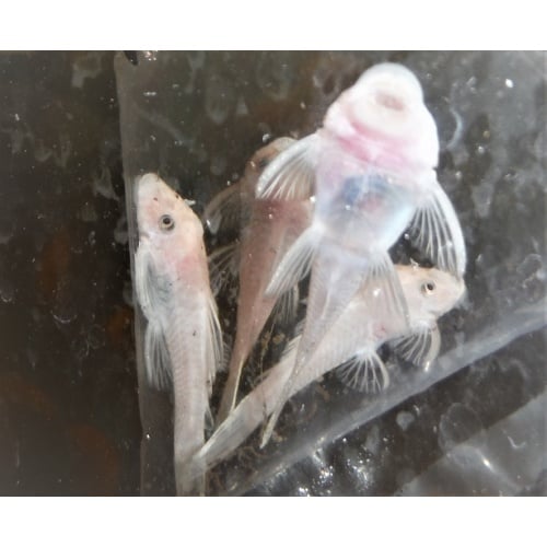 Group of 3 Snow White Plecos 1&1/2 to 2 Inch