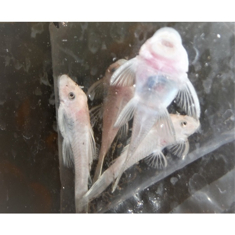 Group of 3 Snow White Plecos 1&1/2 to 2 Inch