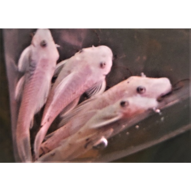Group of 3 Snow White Plecos 1&1/2 to 2 Inch
