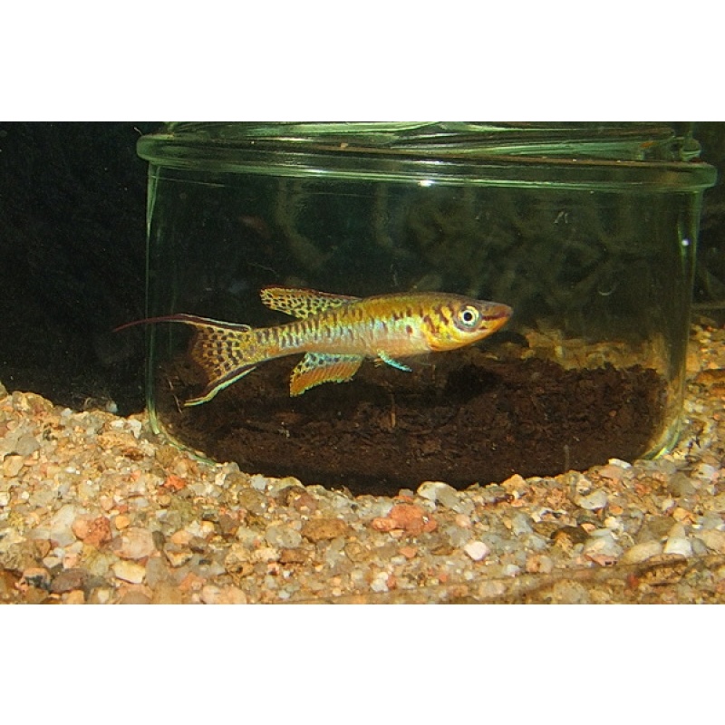 Fundulopanchax Arnoldi . Ughelli River NG MM 14-09