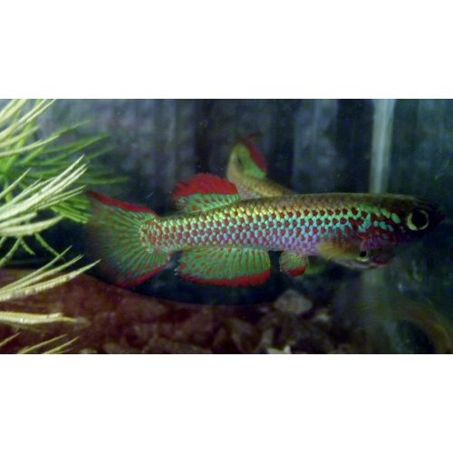 Aphyosemion gabunense GBG 93/30  25 eggs