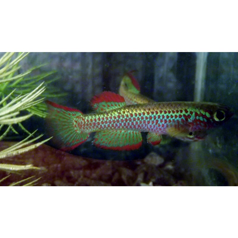 Aphyosemion gabunense GBG 93/30  25 eggs
