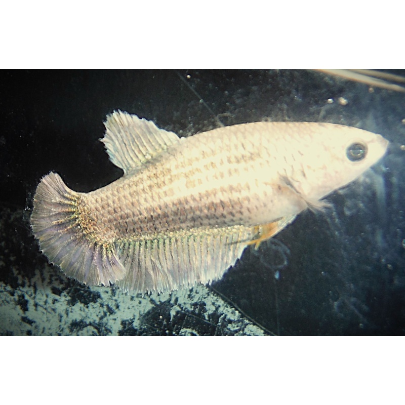 Gold Female