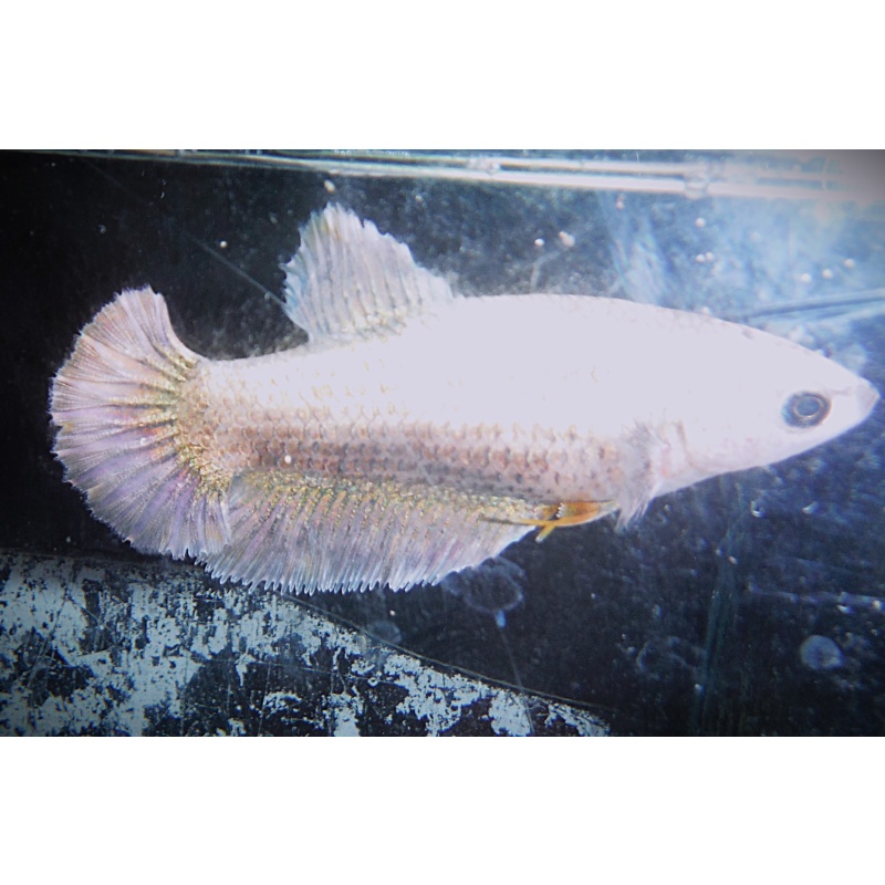 Gold Female