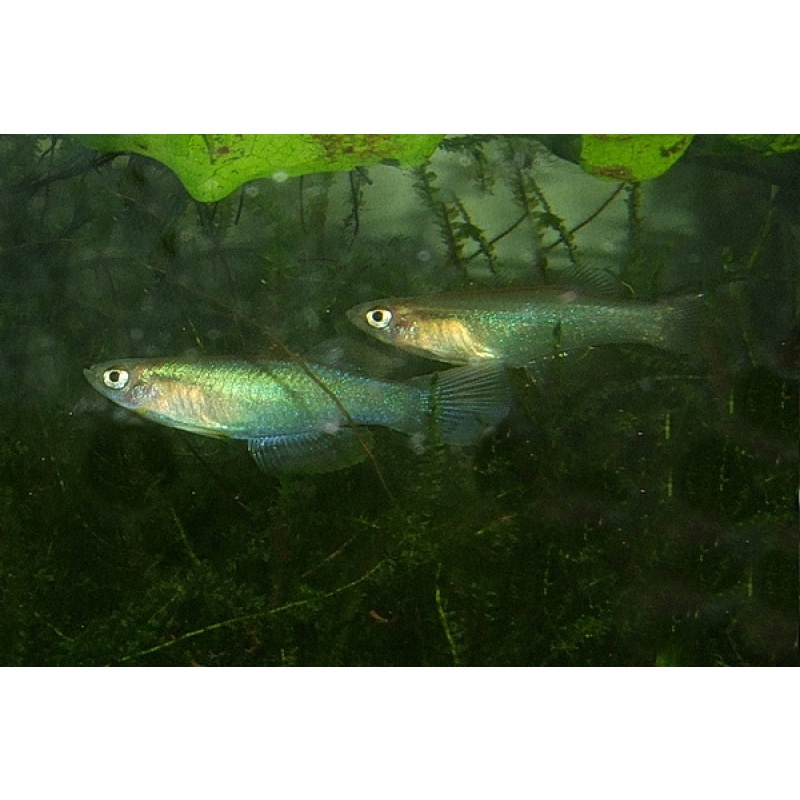Procatopus nototaenia Edéa