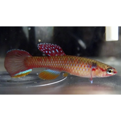 Diapteron georgiae GWW 86/2