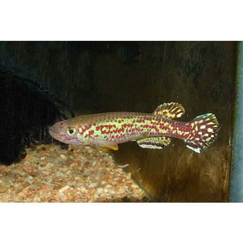 Fundulopanchax marmorarus Bakossi Camp ADL13-37