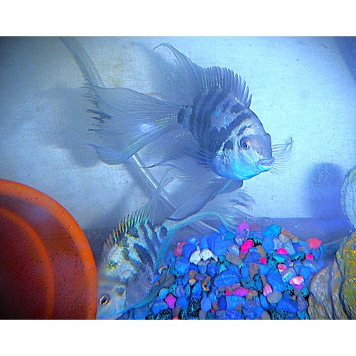 Group of 6 Longfin Blue Tiger Parrot Cichlids One & 1/2 Inch