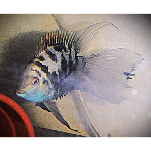 Large Adult Male Longfin Blue Polar Parrot
