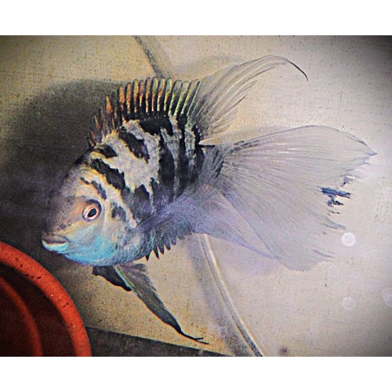 Large Adult Male Longfin Blue Polar Parrot