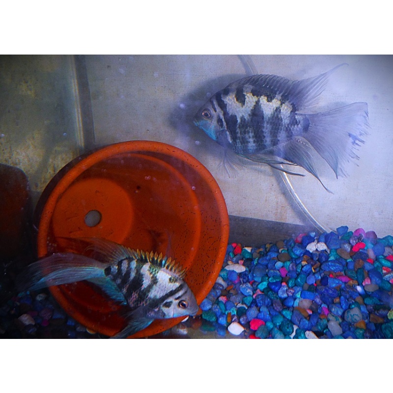Group of 6 Longfin Blue Tiger Parrot Ciuchlids One & 1/2 Inch