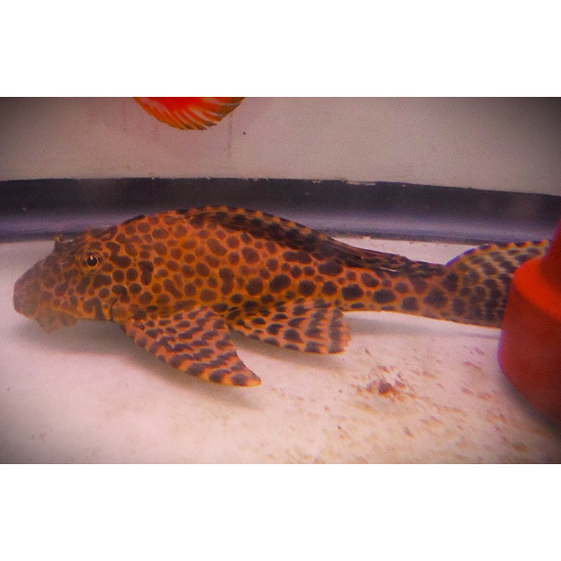 Large Sailfin Leopard Plecostamus