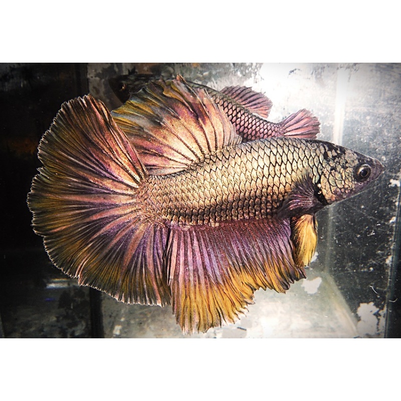 Copper Male