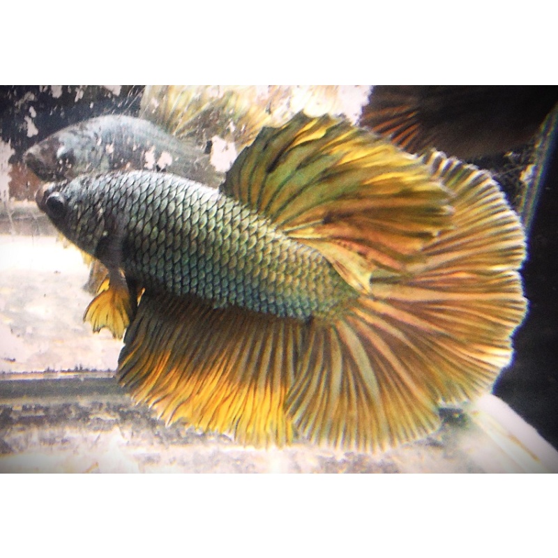 Copper Male