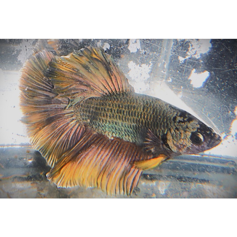 Copper Male