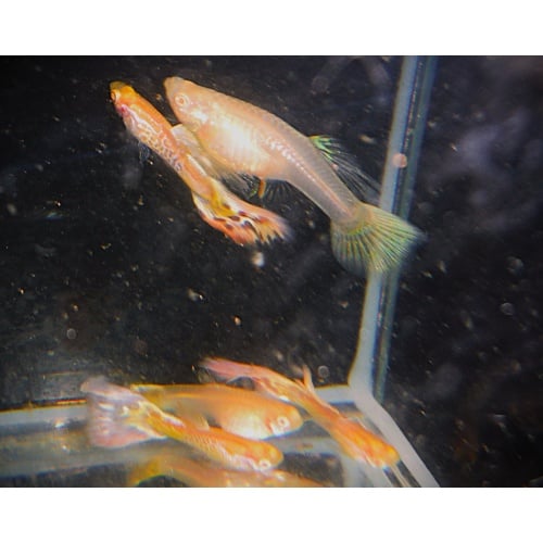 One Pair of Albino Galaxy Mosaic