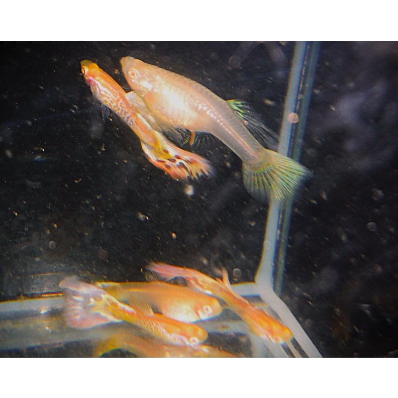 One Pair of Albino Galaxy Mosaic