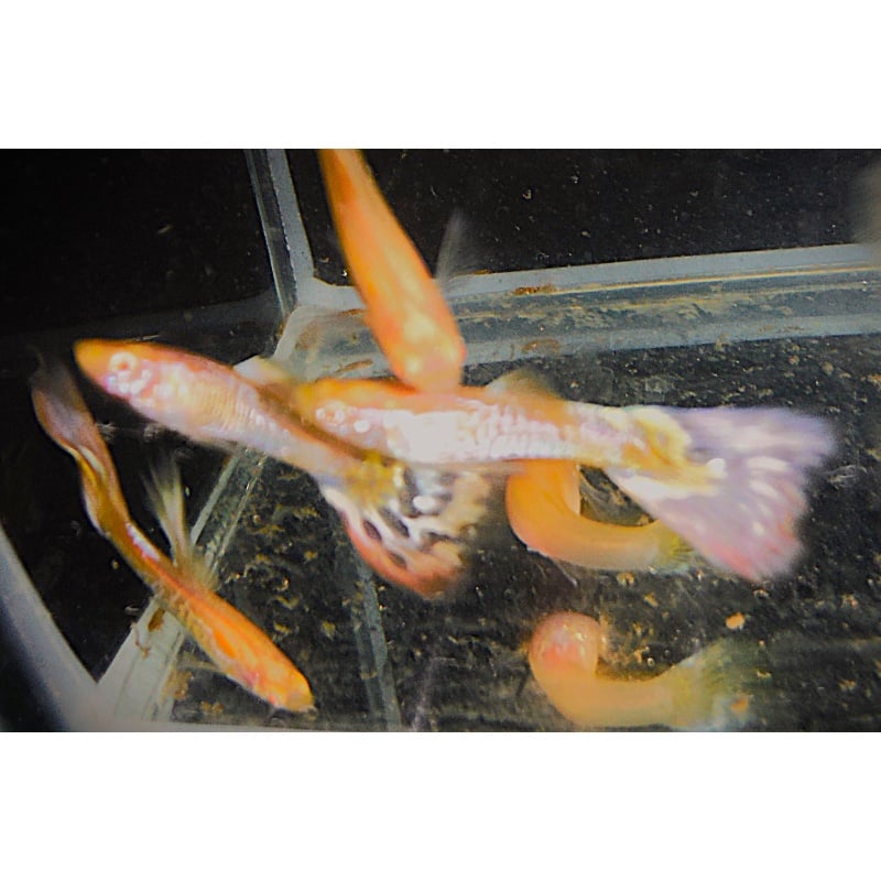 One Pair of Albino Galaxy Mosaic