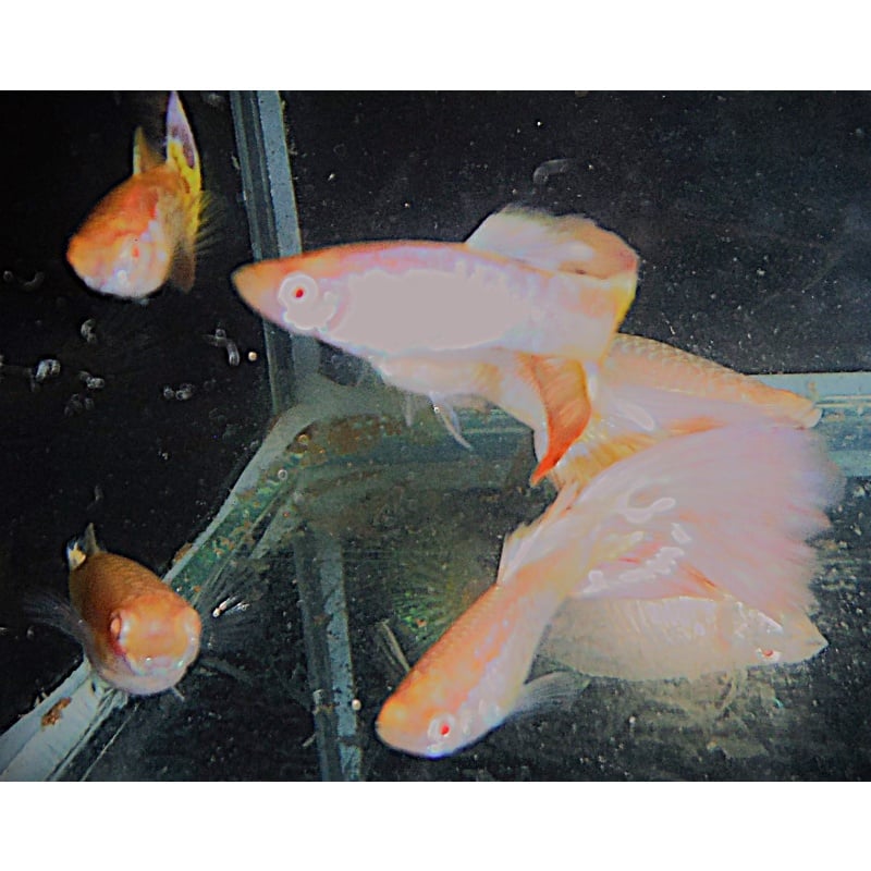 One Pair of Albino Galaxy Mosaic