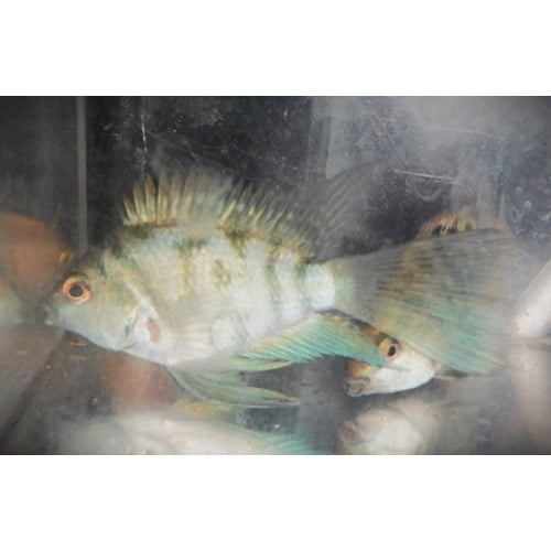 Group of 6 Longfin Blue Tiger Parrot Ciuchlids One & 1/2 Inch