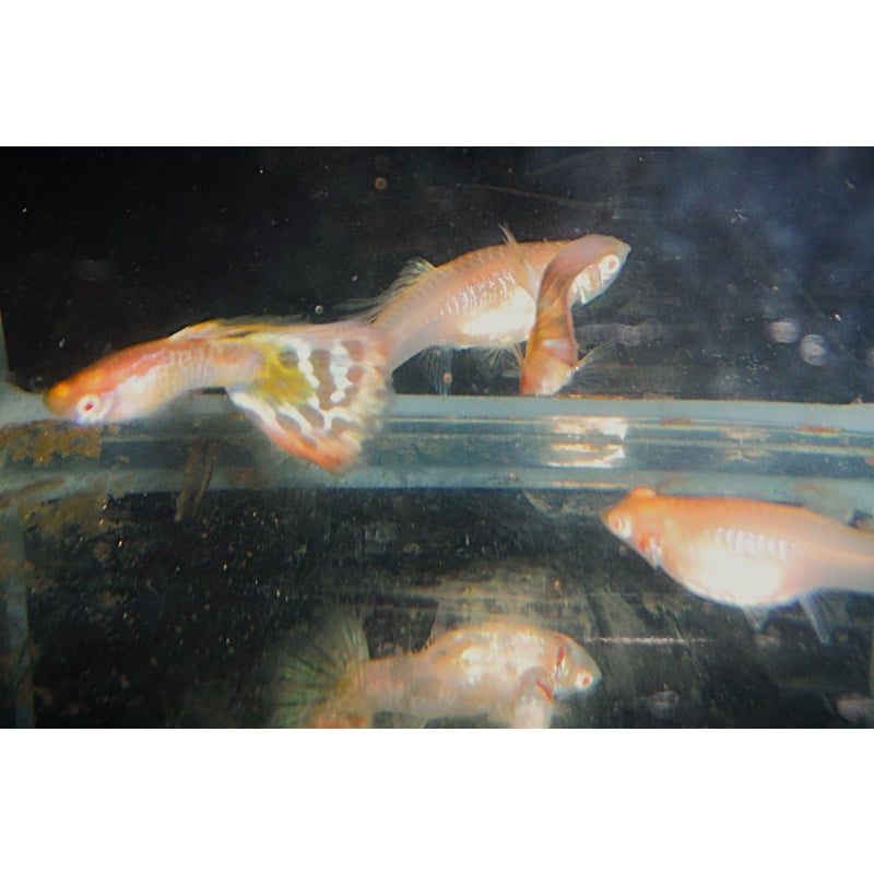 One Pair of Albino Galaxy Mosaic