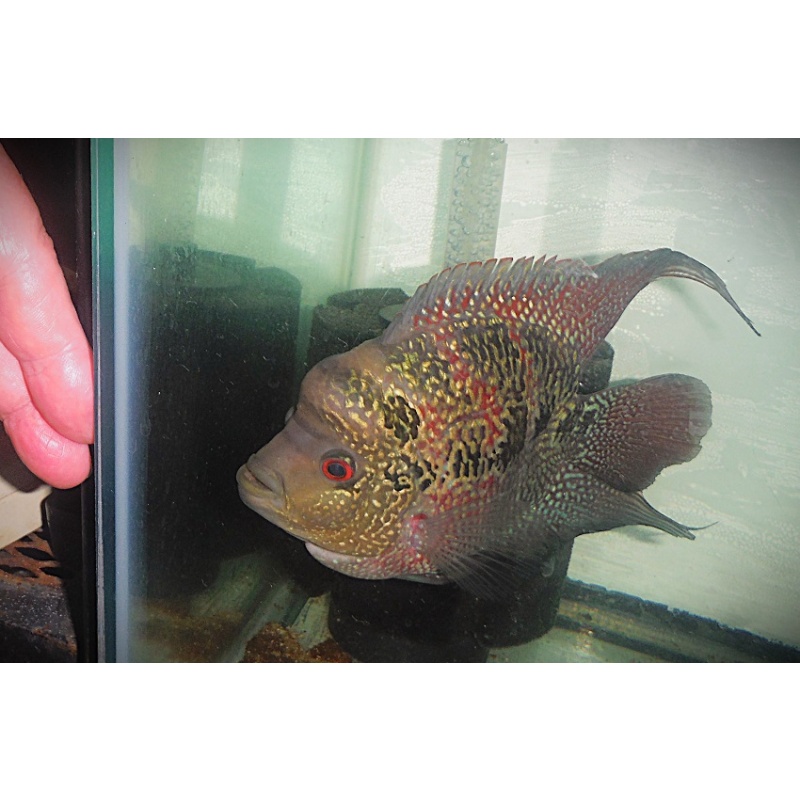 Large Short Body Flowerhorn Parrot Cross
