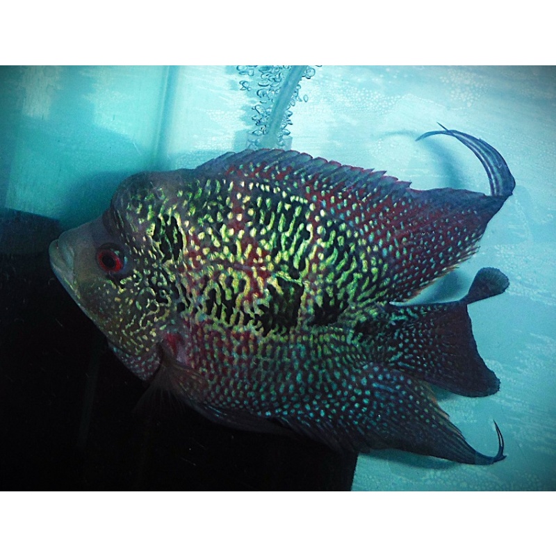 Large Short Body Flowerhorn Parrot Cross