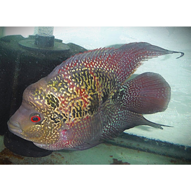 Large Short Body Flowerhorn Parrot Cross