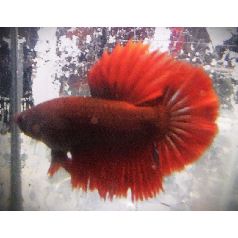 BSE Red Male