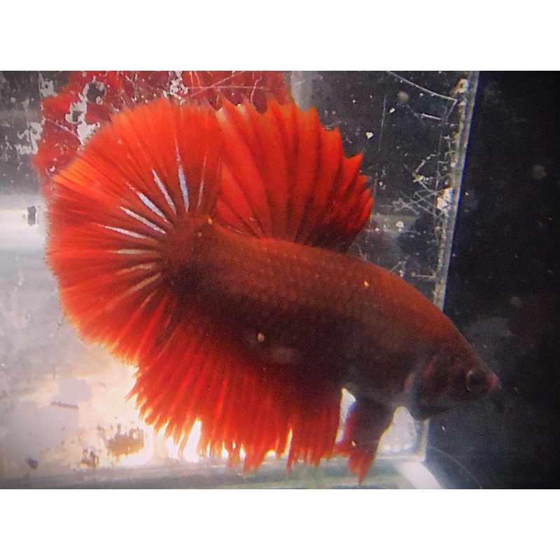 BSE Red Male