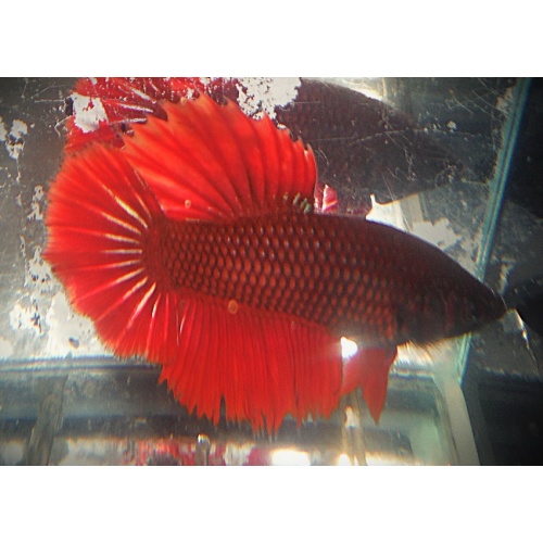 BSE Red Male