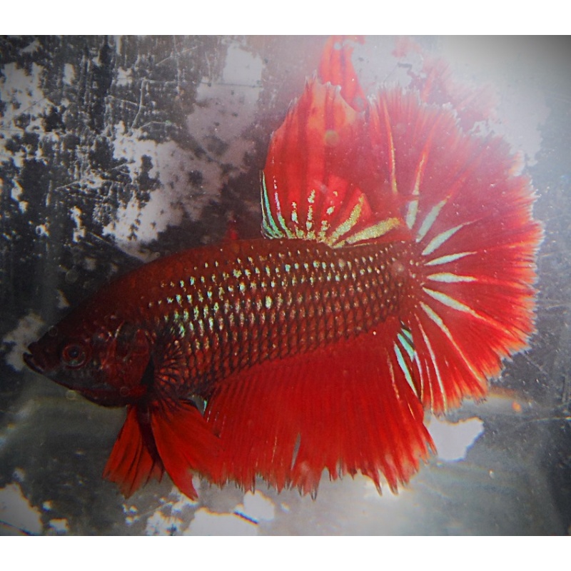 BSE Red Male