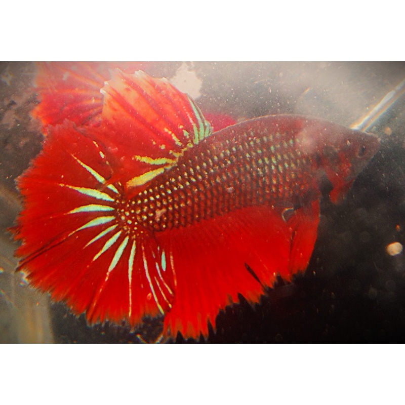 BSE Red Male