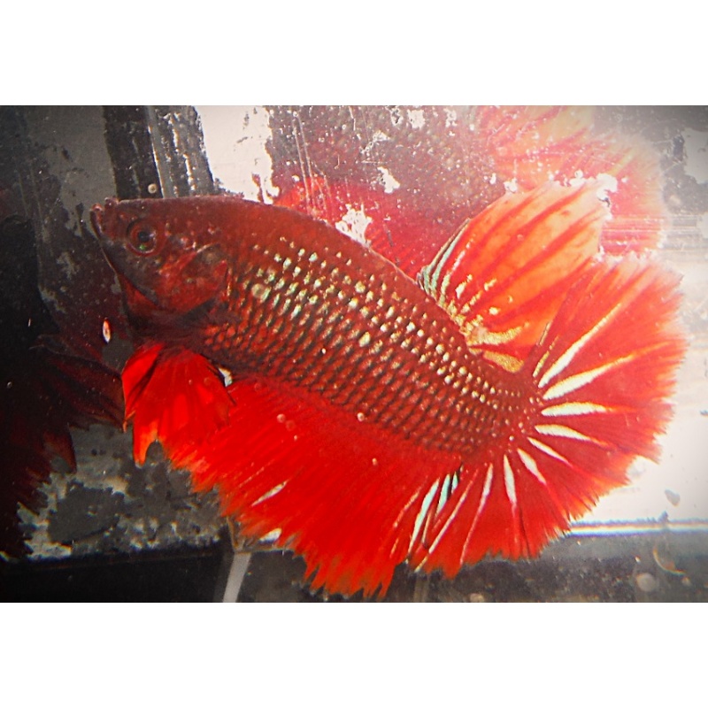 BSE Red Male