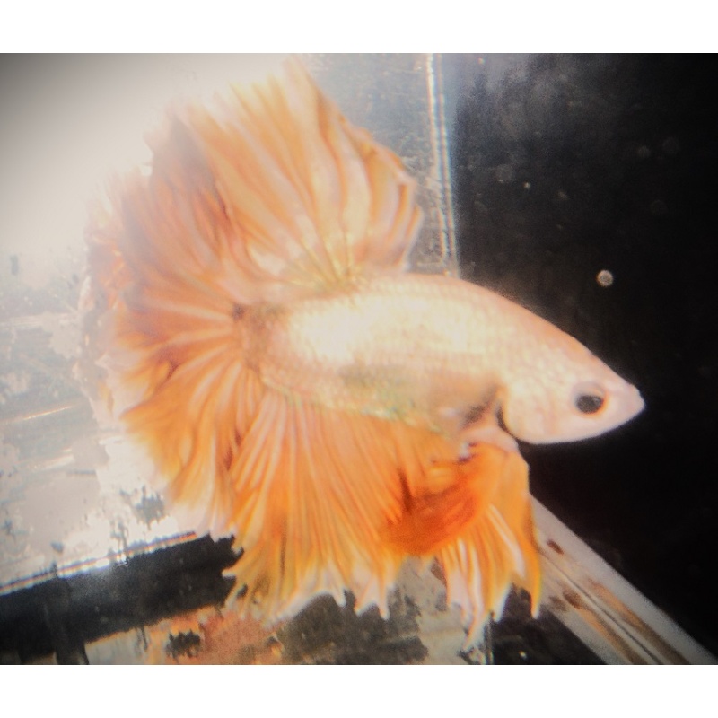 Gold & Yellow Male