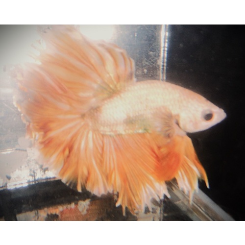 Gold & Yellow Male