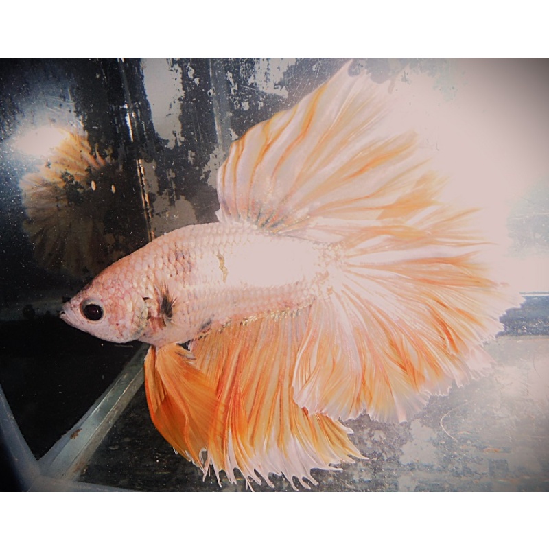Gold & Yellow Male