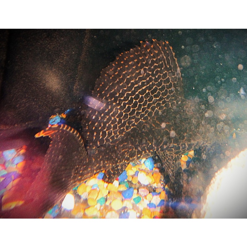 Large Sailfin Leopard Plecostamus