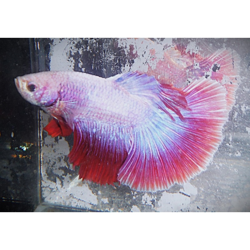 Platinum & Red Male