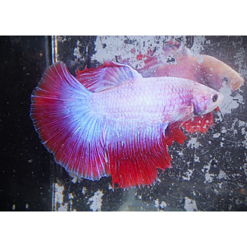 Platinum & Red Male