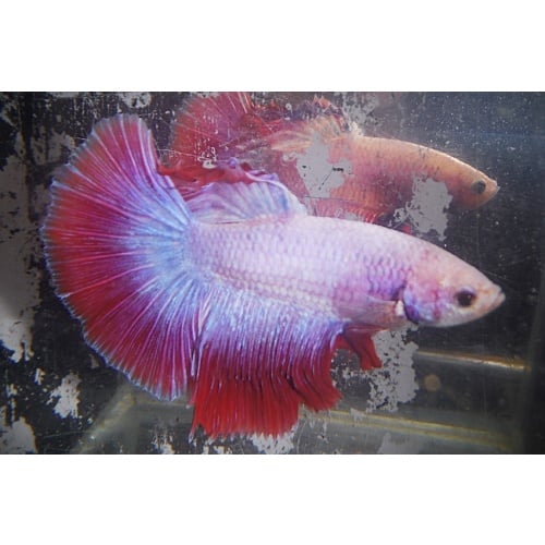 Platinum & Red Male